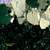 Other sample imagery