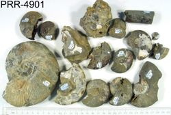 Photo of sample