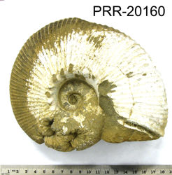 Photo of sample