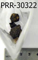 Photo of sample